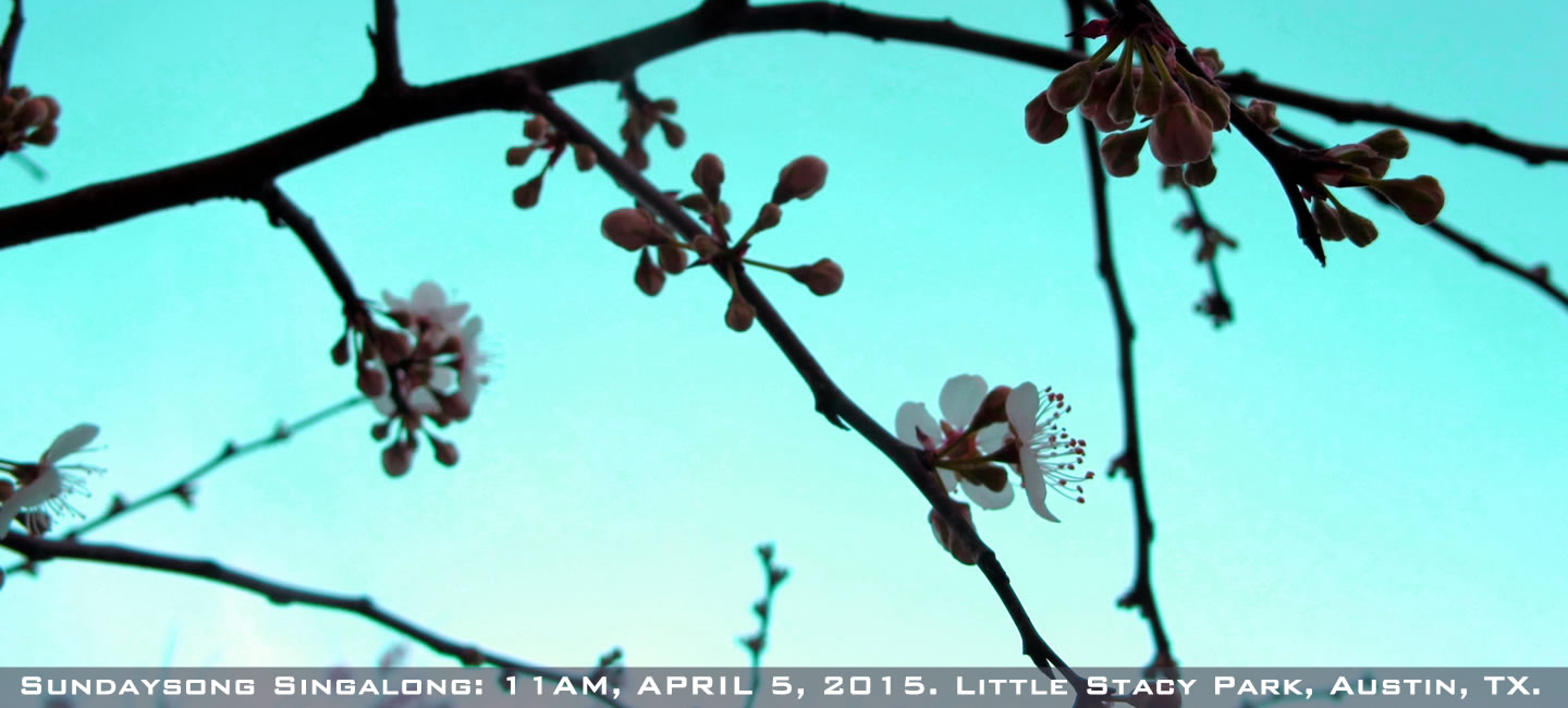 Sky through the blooming buds of Spring, flier