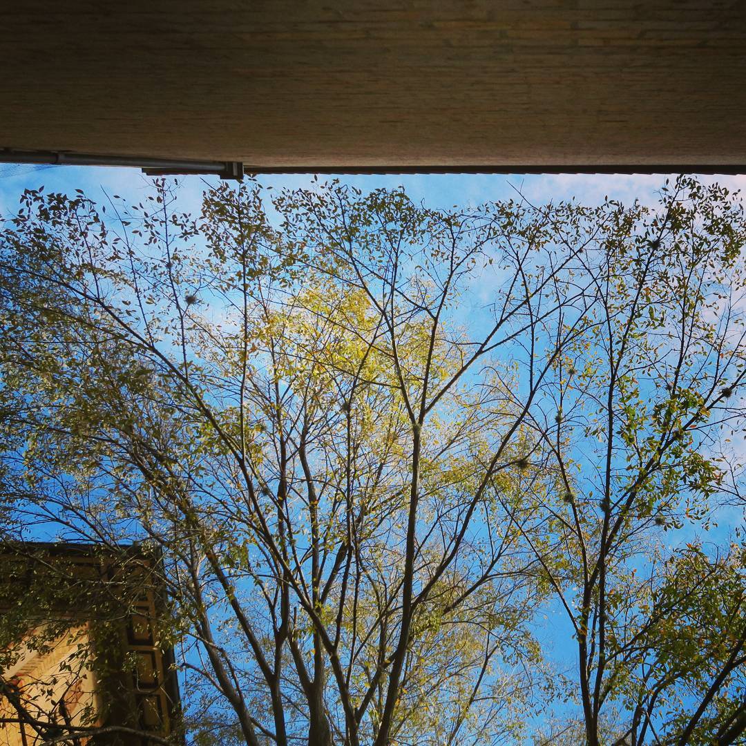 Looked up, noticed the tree trimmed away from the building, smiled.