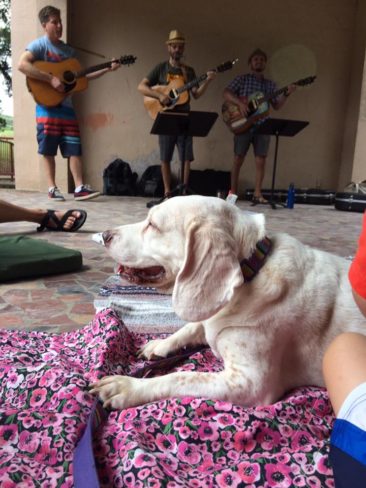 Dog's eye view of the Dylan Singalong