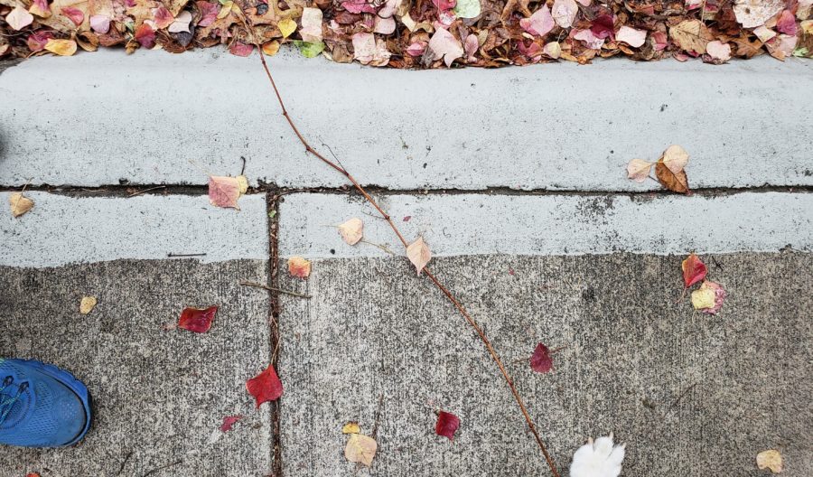 Fall leaves on sidewalk with sneaker and paw